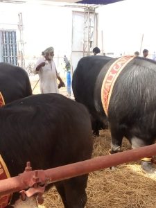 Pace Pharma Pvt. Ltd. Stall in Sindh Livestock Expo, Hyderabad, March 2021